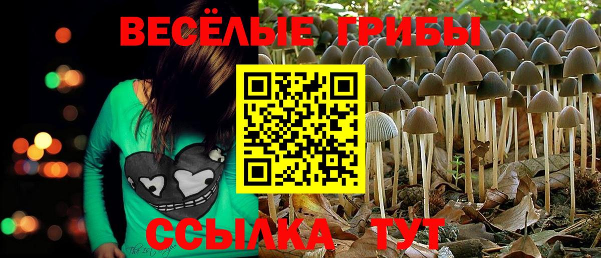 Галлюциногенные грибы Psilocybe  Амурск 